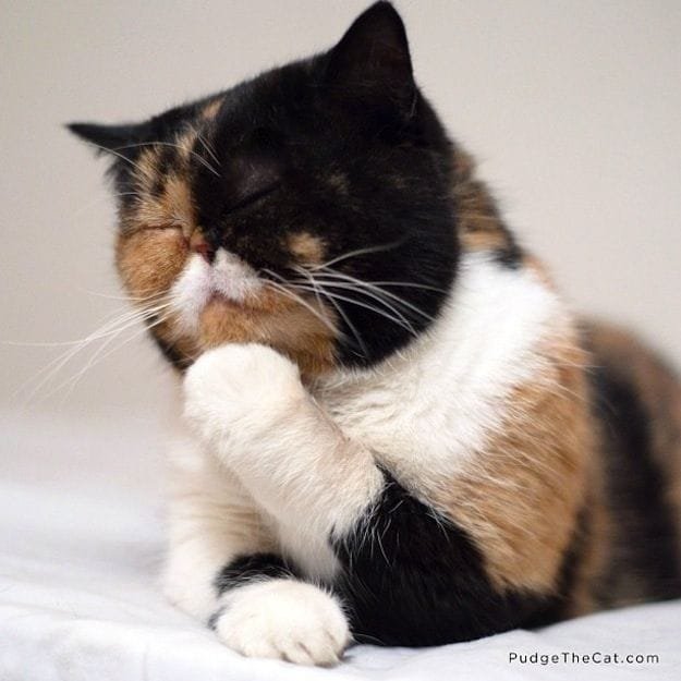 Pudge | Cats of the Web