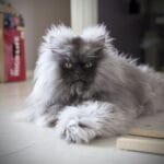 Colonel Meow