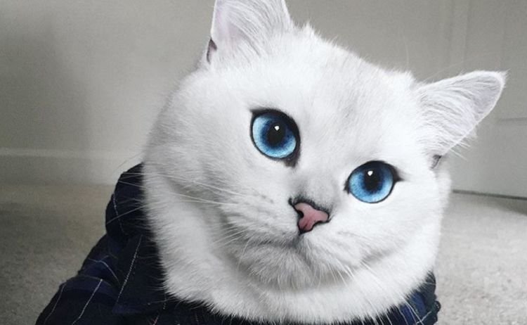 Coby the Cat