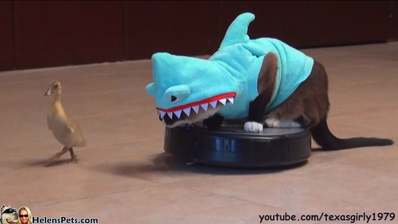 Max (Roomba Shark Cat)
