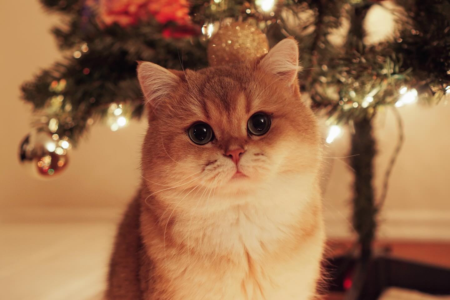 maple.cat
