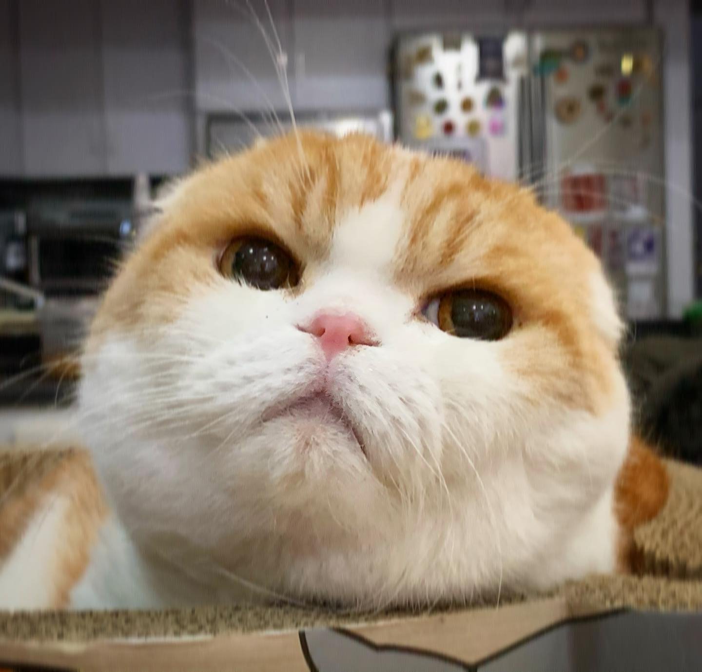 Waffles the Cat