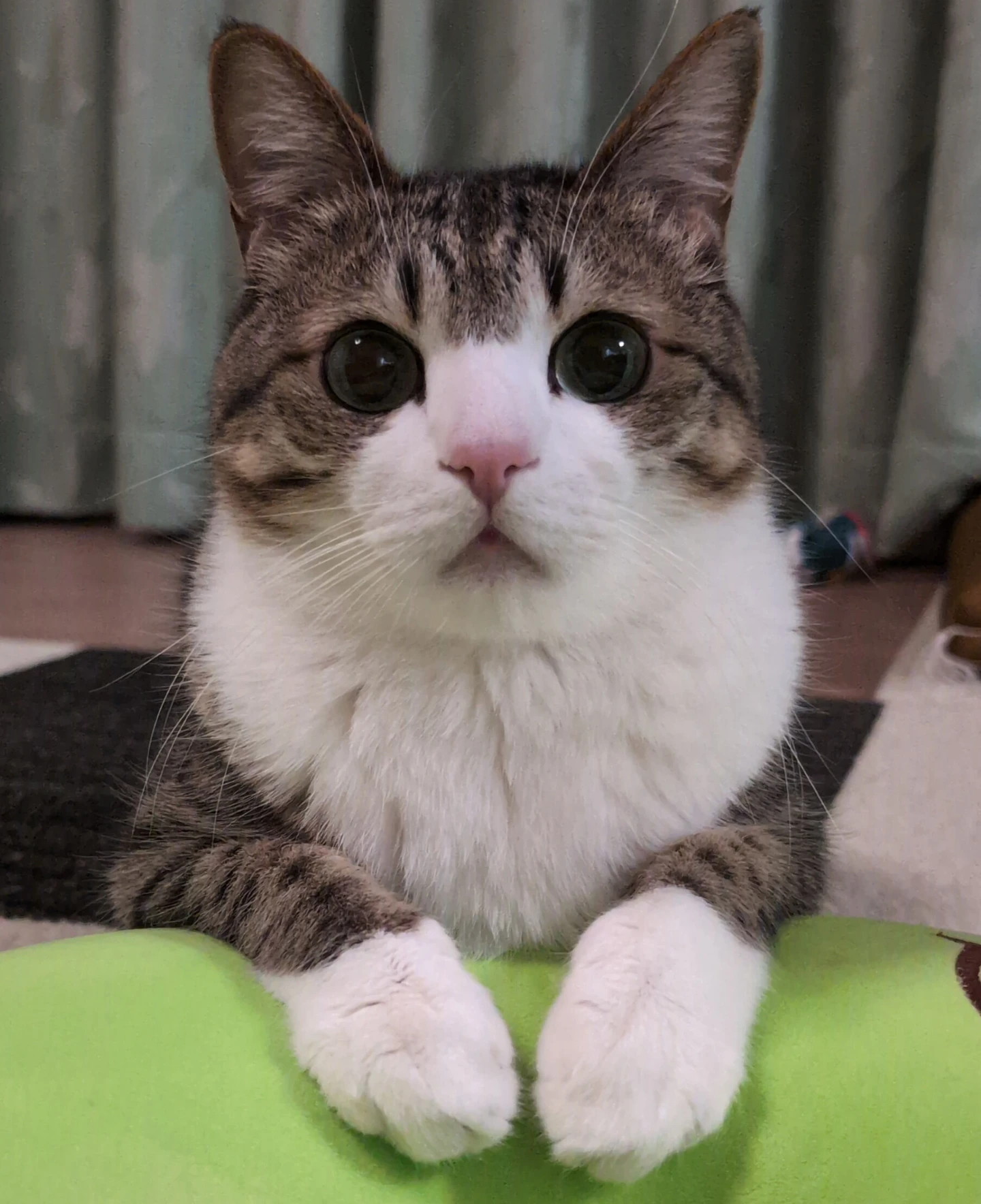 Suzume Cat