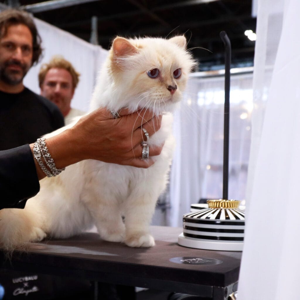 Choupette - The pet and muse of designer Karl Lagerfeld