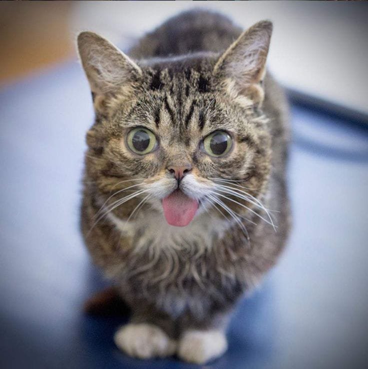 Lil Bub - The cat with osteopetrosis