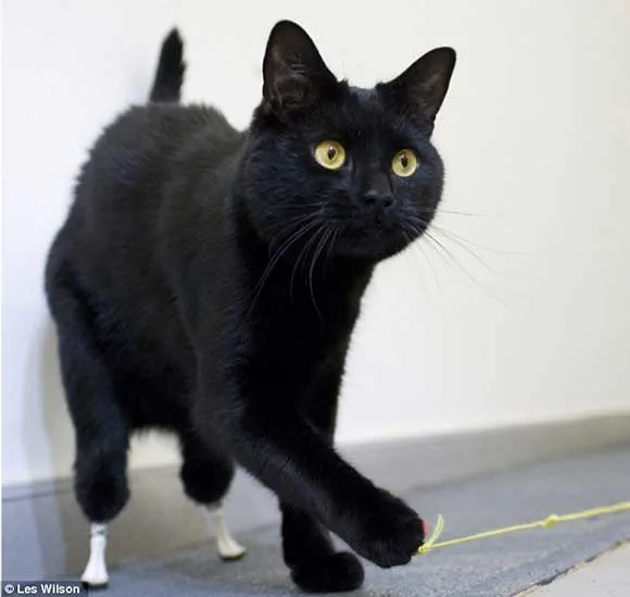 Oscar (bionic cat) - The world's first bionic cat