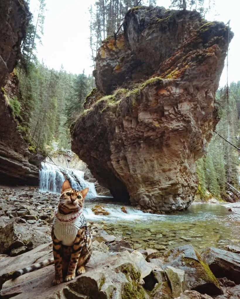 Suki Suki - The adventure cat