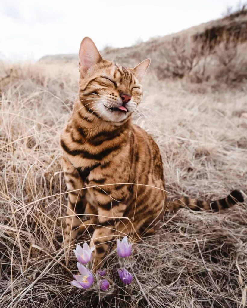 Suki Suki - The adventure cat
