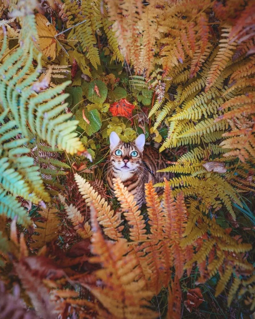 Suki Suki - The adventure cat