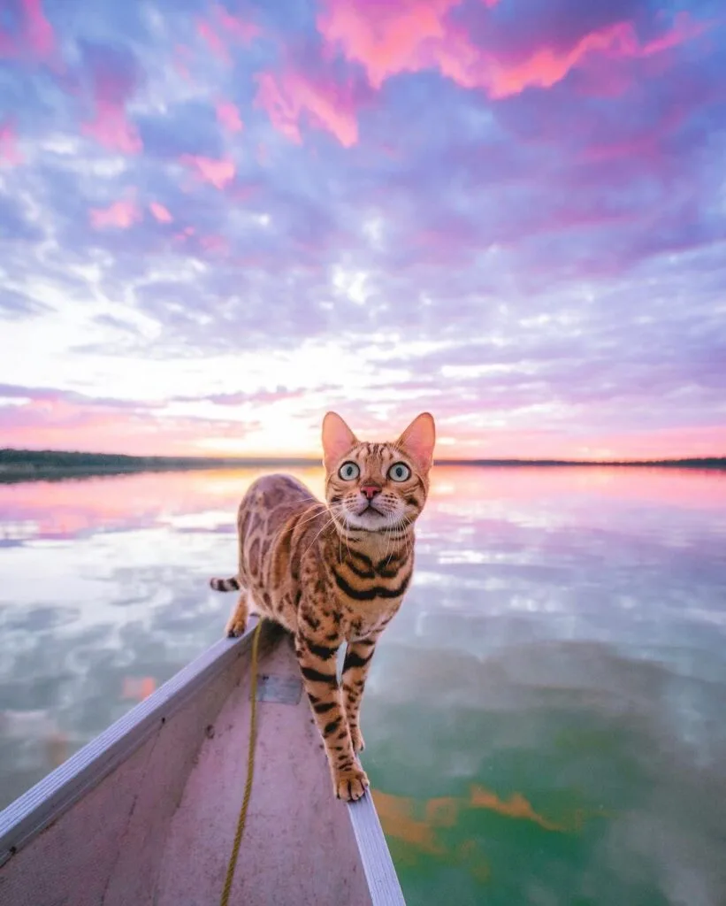 Suki Suki - The adventure cat