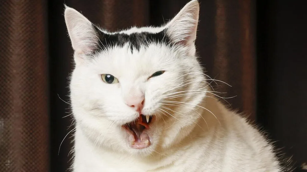 Bender Chonky Bender Chonky - The 'Huh' Cat
