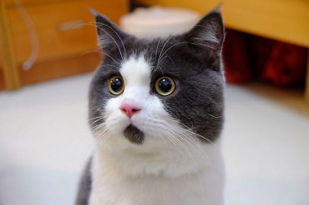 Banye (OMG cat) - The feline who is always surprised