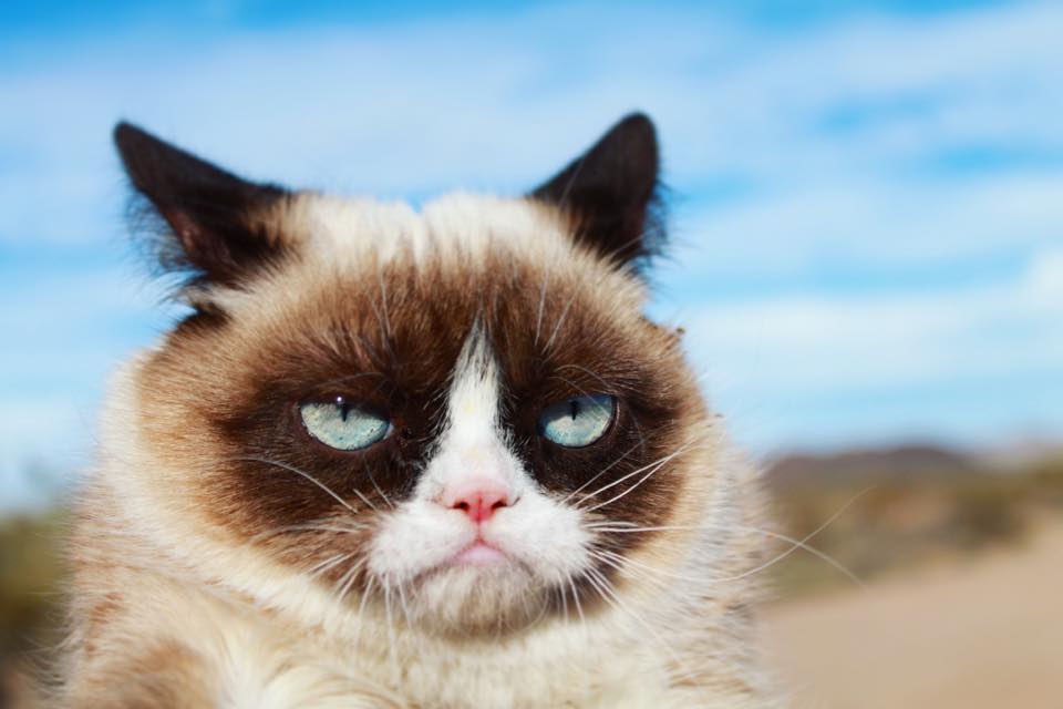 Grumpy Cat - The internet’s grumpiest cat