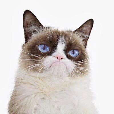 Grumpy Cat - The internet’s grumpiest cat