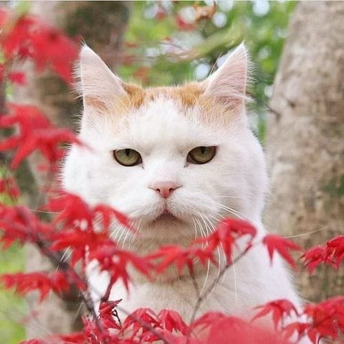 Shironeko - The zen cat