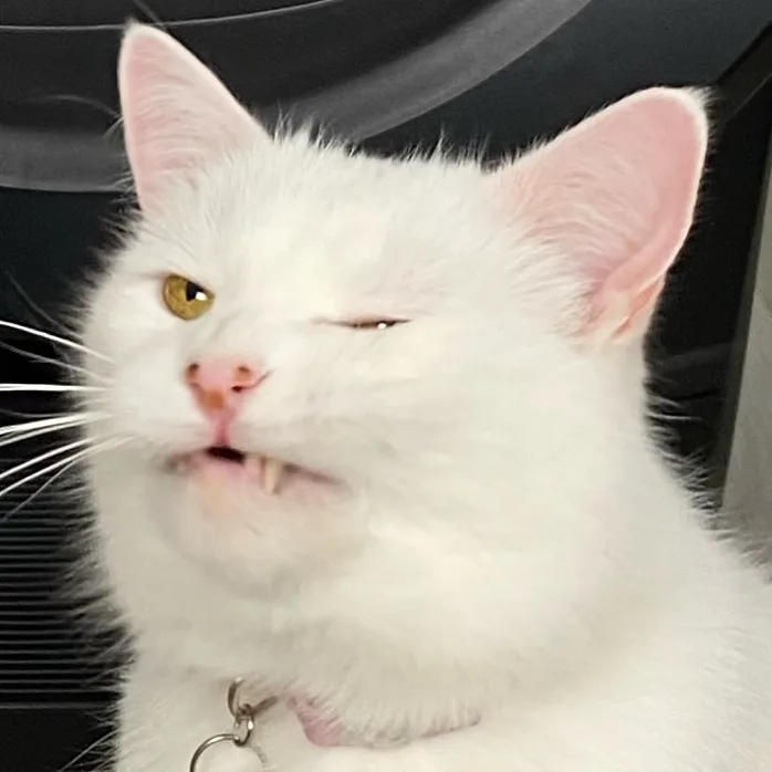 Smudge - The cat who hates salad