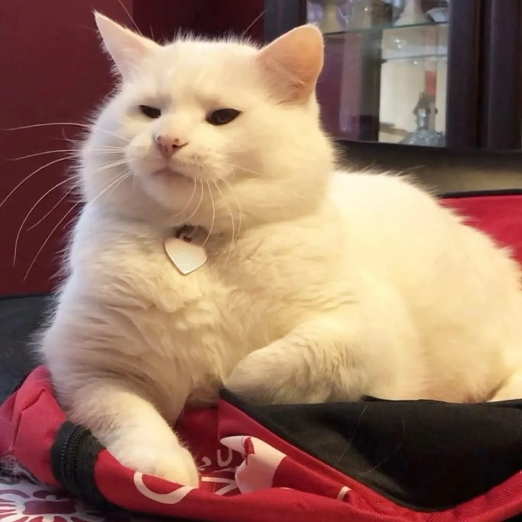Smudge - The cat who hates salad
