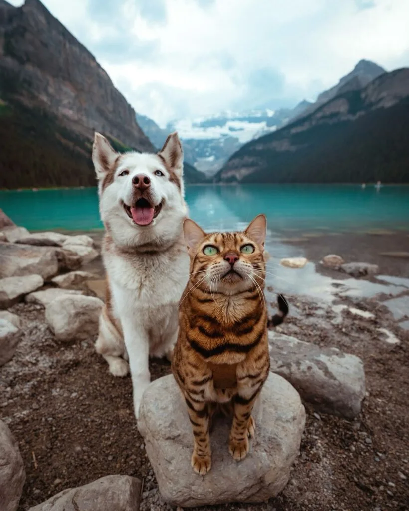 Suki Suki - The adventure cat
