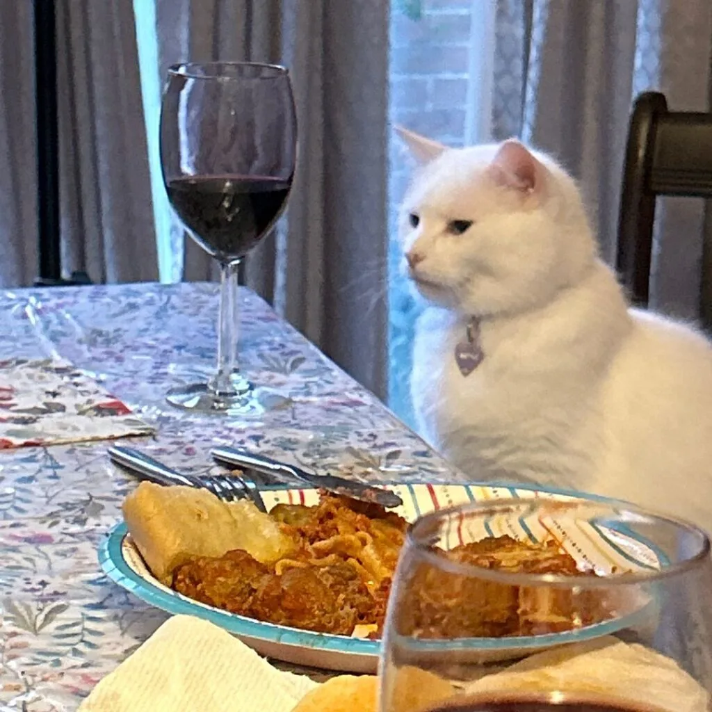 Smudge - The cat who hates salad