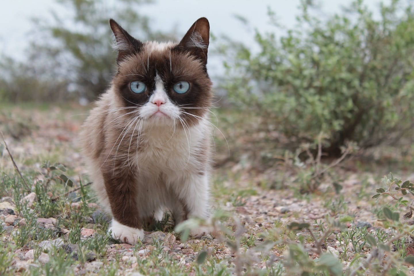 Grumpy Cat - The internet’s grumpiest cat