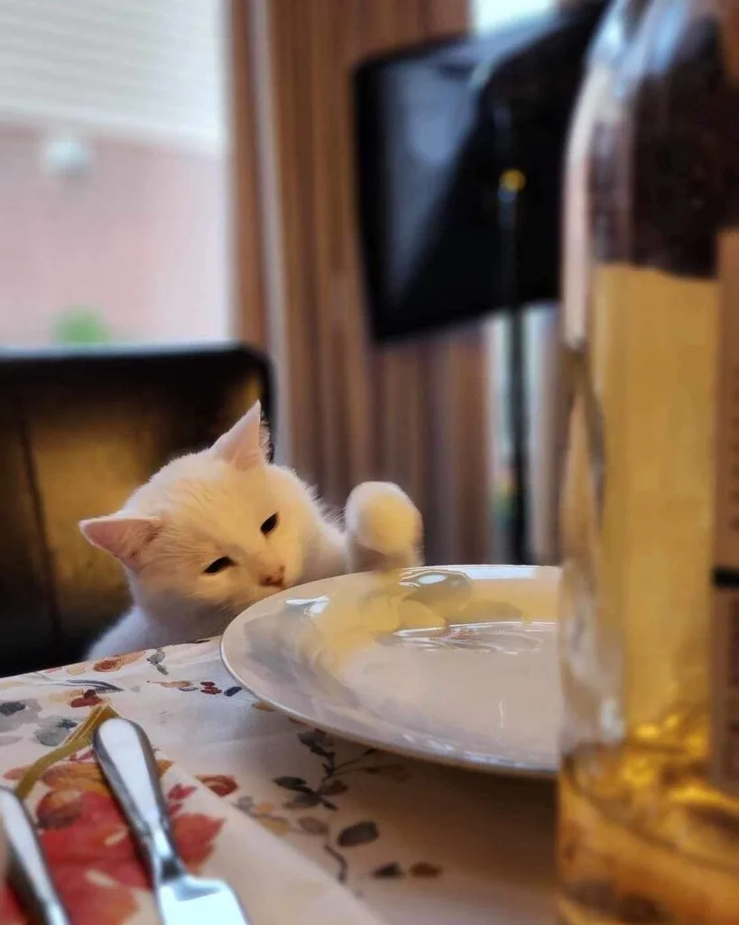 Smudge - The cat who hates salad