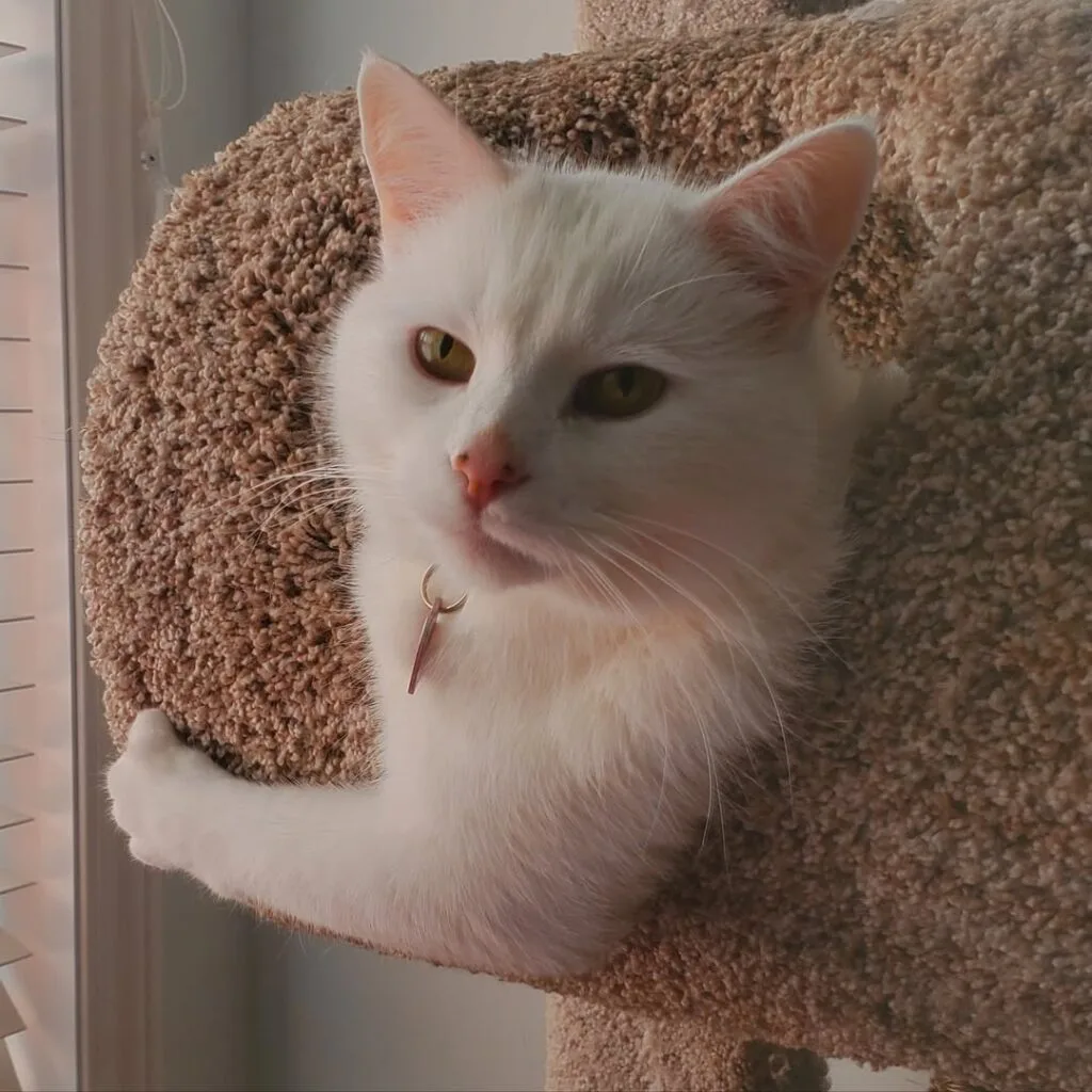 Smudge - The cat who hates salad