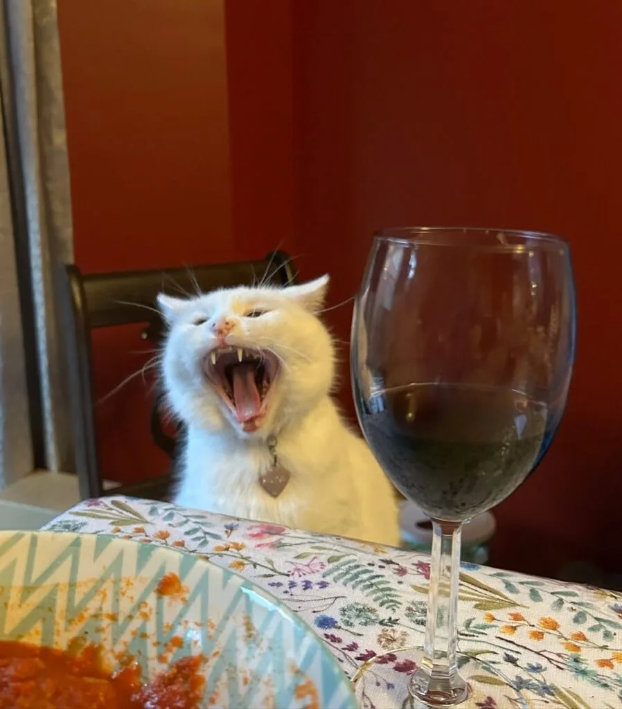 Smudge - The cat who hates salad
