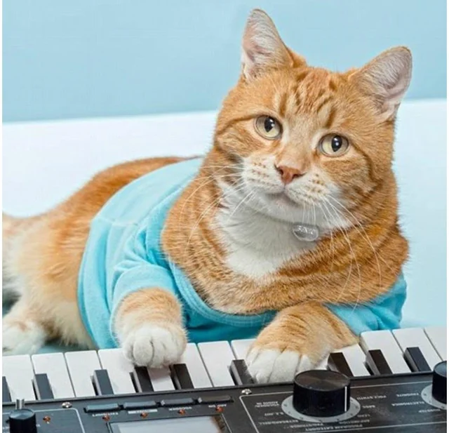 Fatso (Keyboard Cat) - The Keyboard Cat