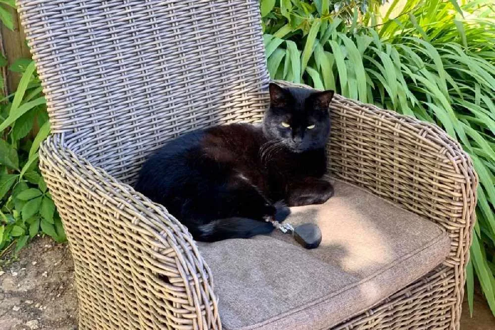 Oscar (bionic cat) - The world's first bionic cat