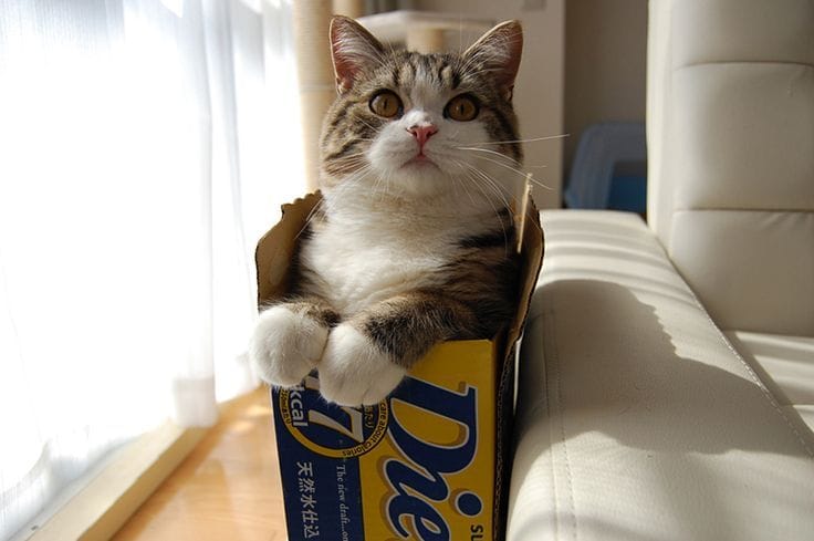 Maru - The "most famous cat on the internet"