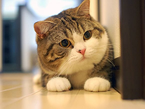 Maru - The "most famous cat on the internet"