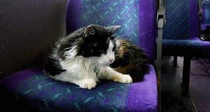 Casper - The cat who regularly rode the bus