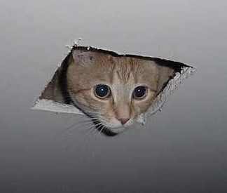 Ceiling Cat