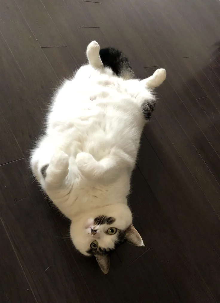 Bender Chonky Bender Chonky - The 'Huh' Cat