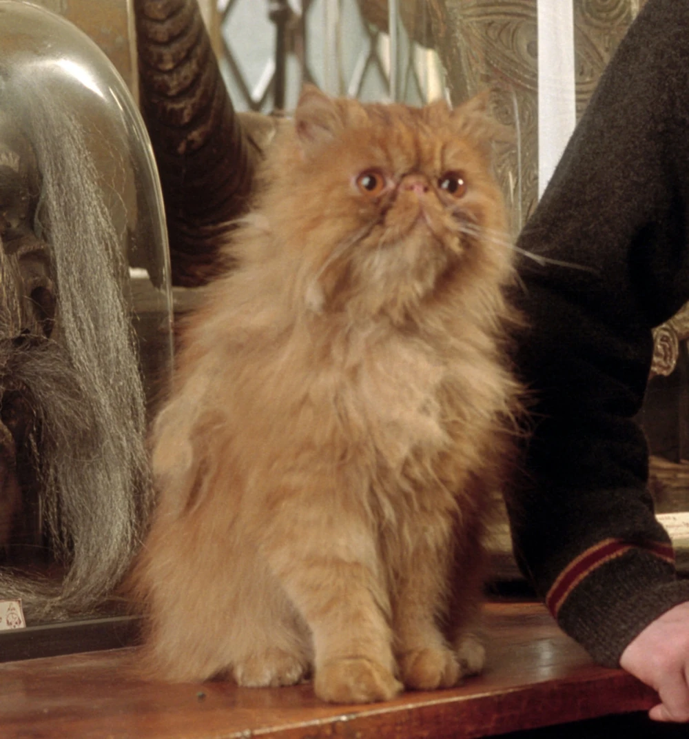 Crookshanks - Hermione Granger's loyal cat