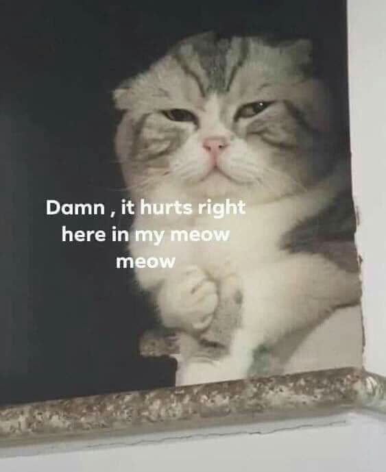 Damn it hurts right here in my meow meow