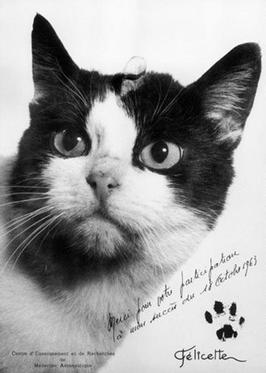 Félicette - The first cat in space