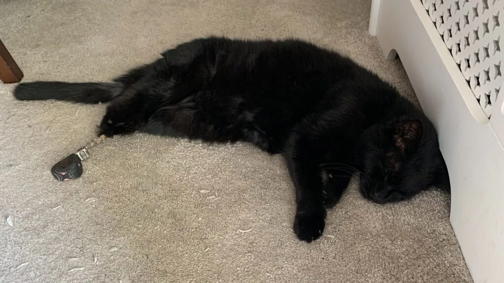 Oscar (bionic cat) - The world's first bionic cat
