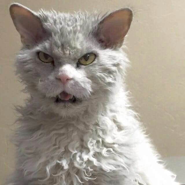 Albert - The sheep cat