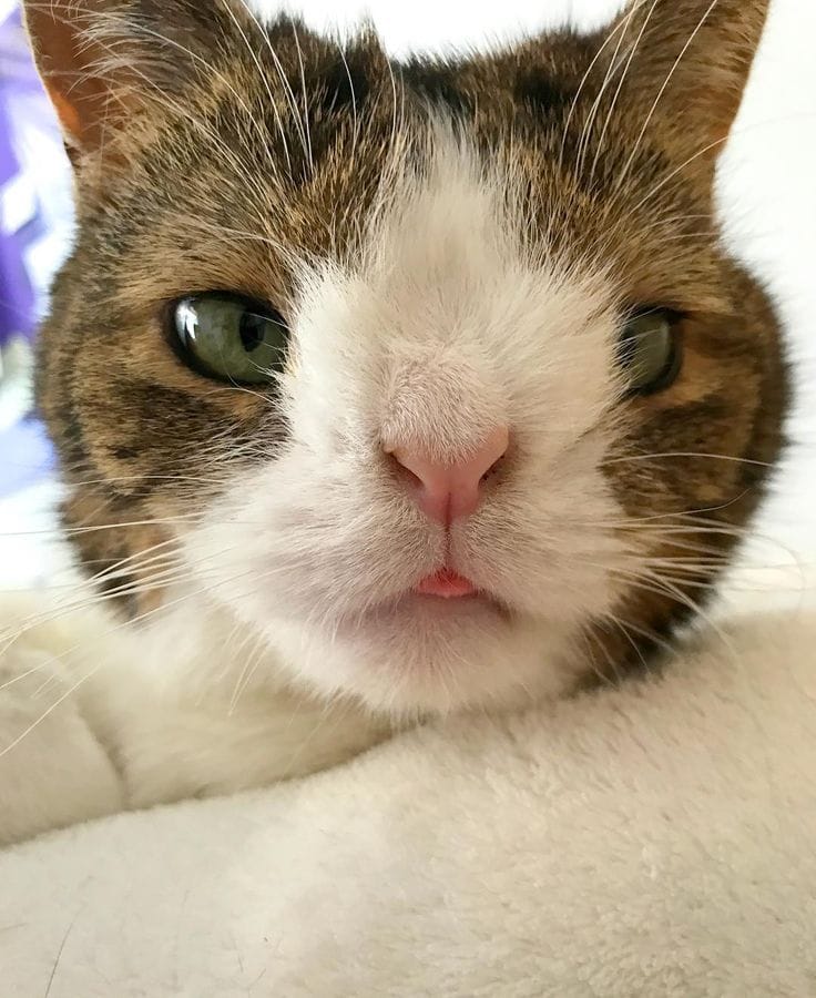 Monty - The cat with no nasal bridge