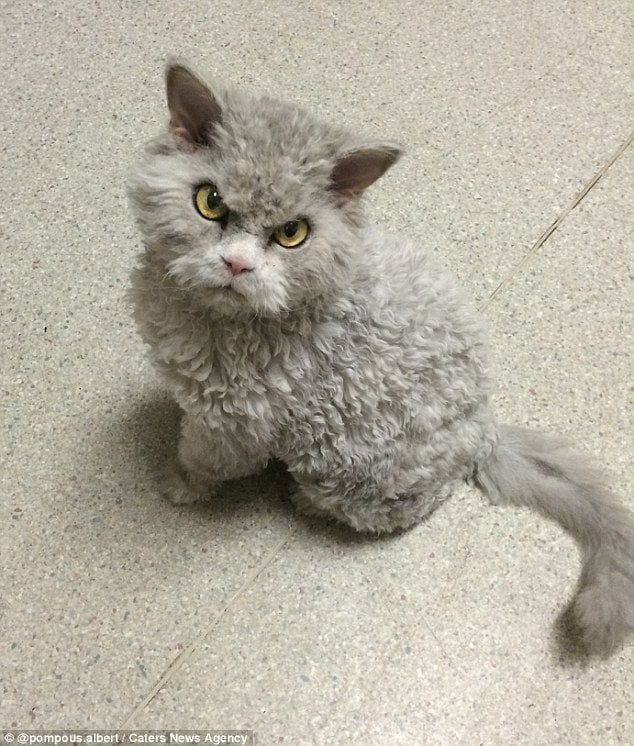 Albert - The sheep cat