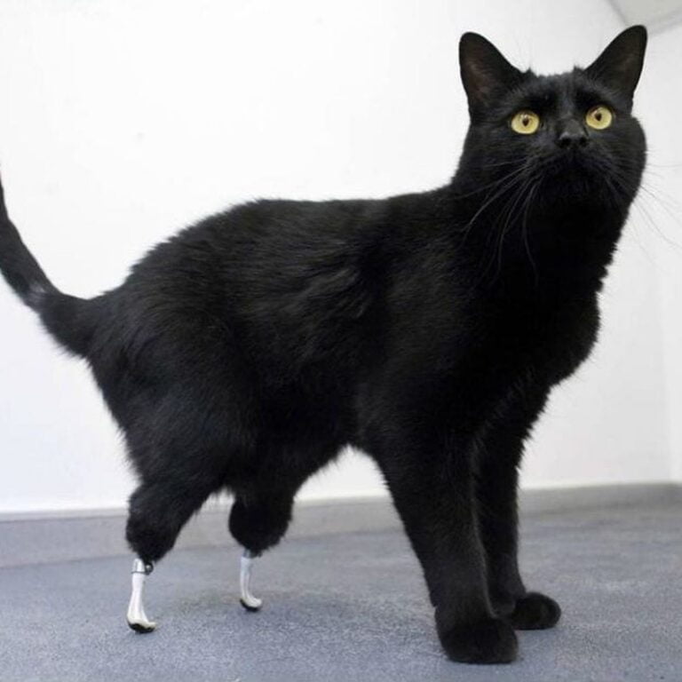 Oscar (bionic cat)