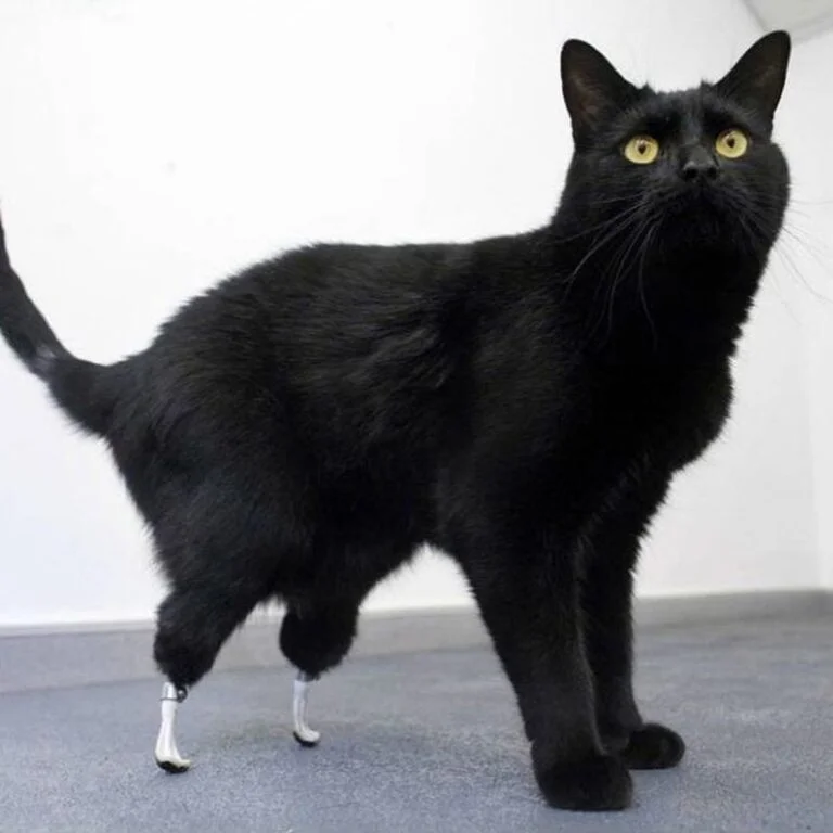 Oscar (bionic cat) - The world's first bionic cat