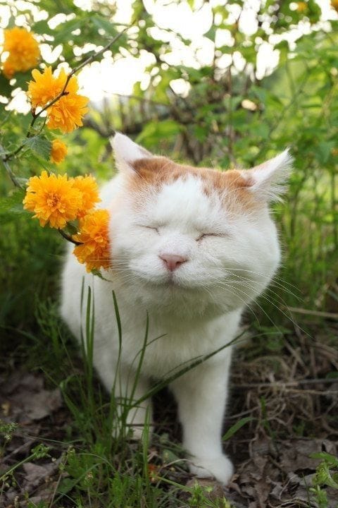 Shironeko - The zen cat