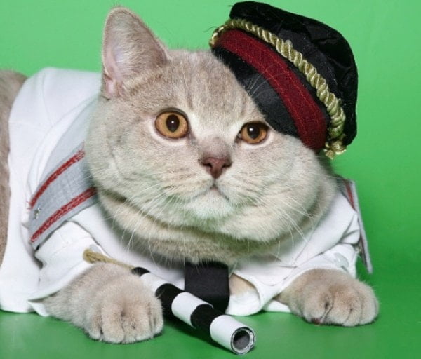 Rusik - The Russian Police Cat