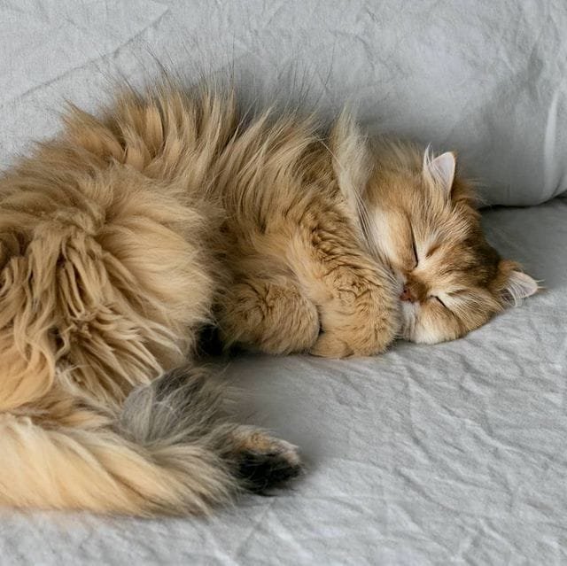Smoothie Smoothie - The most photogenic cat