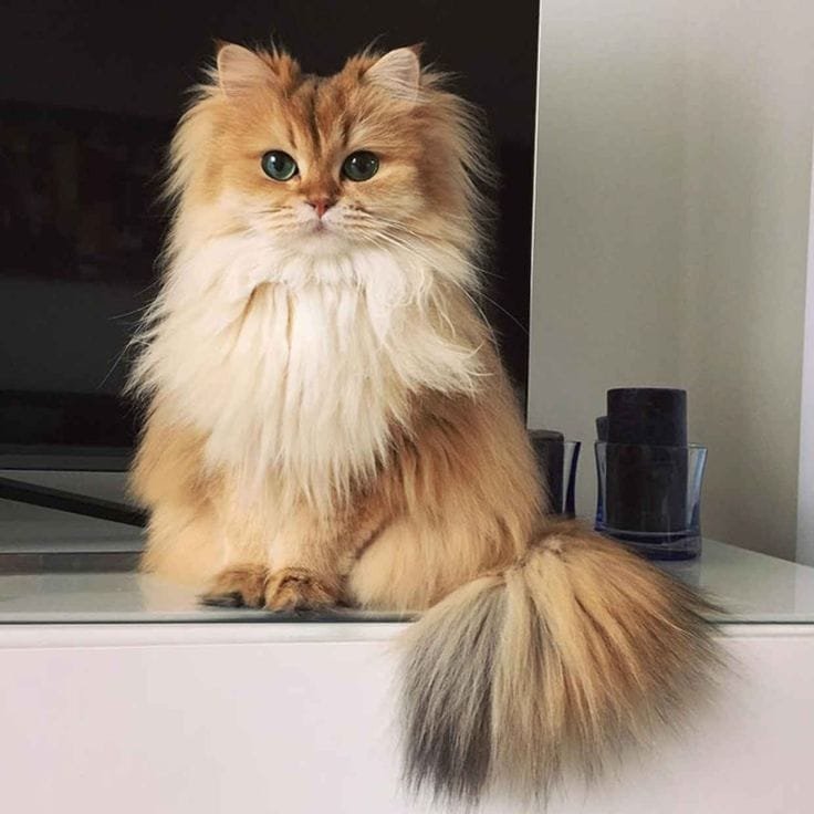Smoothie Smoothie - The most photogenic cat