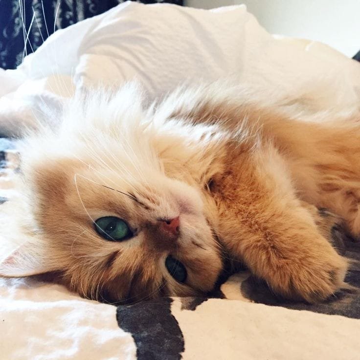 Smoothie Smoothie - The most photogenic cat