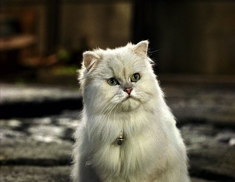 Snowbell - The cat from Stuart Little