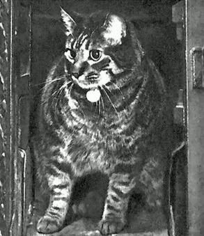 Tibs the Great - The cat who kept the Post Office rodent-free